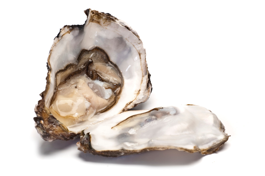 Oyster